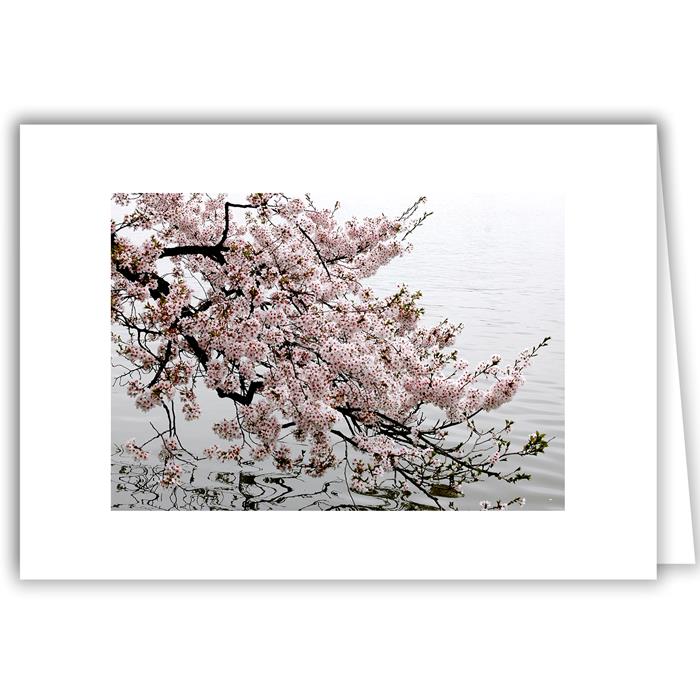 Helen Eddy photo card - Cherry Blossoms (H) - Washington DC - Item 141d-39