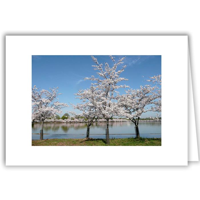 Helen Eddy photo card - Cherry Trees at Lagoon - Washington DC - Item 152d-02